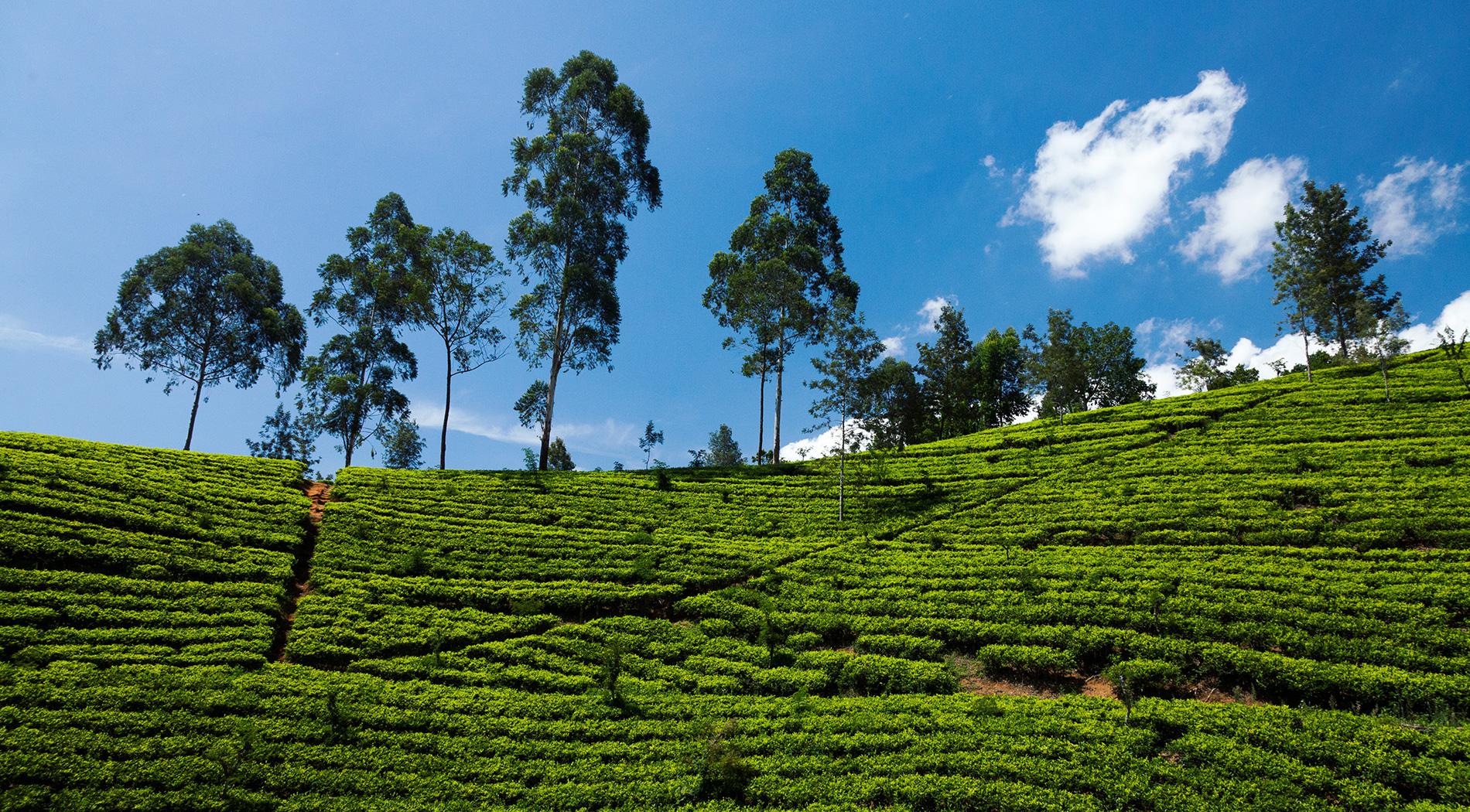 Sri Lanka